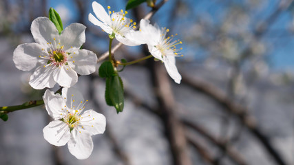 Apricot tree flower with buds blooming at springtime, vintage retro floral background