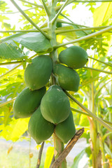 Closeup to raw fresh green papaya on the tree.