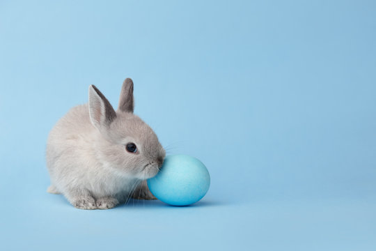 Easter bunny with egg on blue background