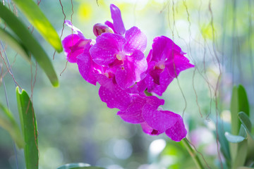 Beautiful Orchid flower on bokeh background,