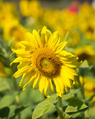 Obraz premium Big yellow sunflower on blurred tree background,