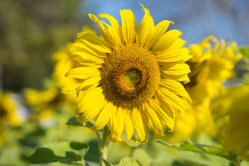 Big yellow sunflower on blurred tree background,