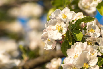 Fototapeta premium Spring blossoms of blooming apple tree in springtime.