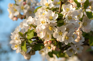 Spring blossoms of blooming apple tree in springtime.