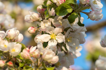 Fototapeta na wymiar Spring blossoms of blooming apple tree in springtime.
