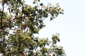 Tree with white flowers