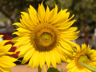 Obraz premium Big yellow sunflower on blurred tree background,
