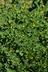 Close-up of a California Burclover in Bloom, Burr Medic, Medicago Polymorpha, Nature, Macro