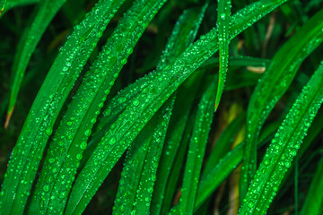 water drops on green leaf