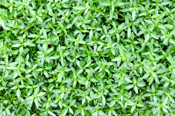 green leaves background