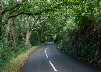 Fototapeta premium Jersey, UK- Beautiful windy country road 