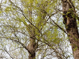 Fototapeta premium Rameaux et branches garnis de chatons et petites feuilles vertes claires du saule de Pékin tortueux au printemps (Salix matsudana 'Tortuosa')