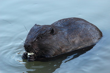 Obraz premium beaver in water