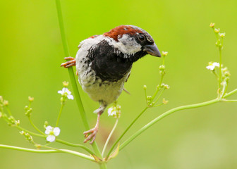 A male House Sparrow (Passer domesticus) perched on a branch.  Taken in Cardiff, South Wales, UK