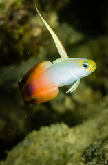MAYOTTE 28