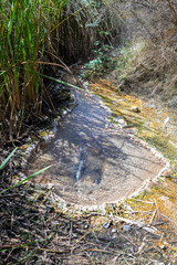 volcanic activities at waimangu 