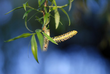 Willow tree close up in spring detail of a branch
