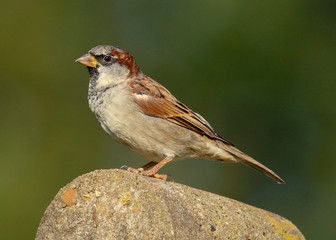 A male House Sparrow (Passer domesticus) perched on a fence post on my garden.  Taken in Cardiff, South Wales, UK