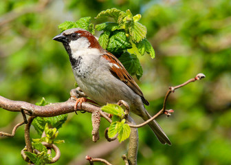A male House Sparrow (Passer domesticus) perched on a branch.  Taken in Cardiff, South Wales, UK