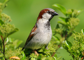 A male House Sparrow (Passer domesticus) perched on a branch.  Taken in Cardiff, South Wales, UK
