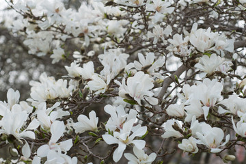  White magnolia blooms in spring in the garden