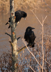 Crows
