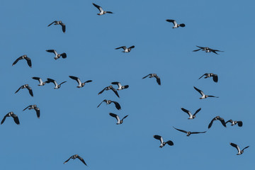 flock of European Northern Lapwing or Green Plover