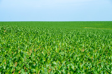 Fototapeta na wymiar A field of lush green corn in the early summer.