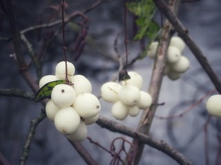 bunch of snowberries in winter