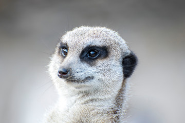 Portrait of meerkat looking left. Shallow Depth of Field. SDF.