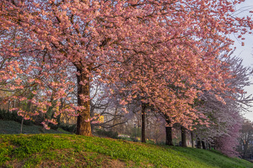 Flowering trees in Prague, Czech Republic. Spring cityscape