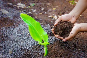  banana tree plantation
