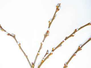 Willow catkins isolated on white background.