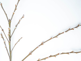 Willow catkins isolated on white background.