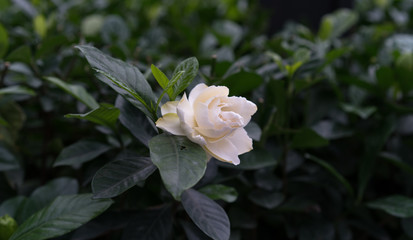 gardenia flower (Gardenia jasminoides)