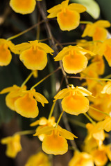 yellow flowers in garden