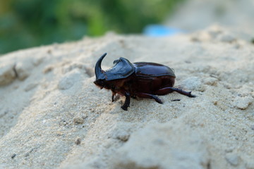 Beetle rhinoceros at the peak of the sand mountain. 