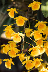 Obraz na płótnie Canvas yellow flowers in garden
