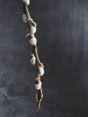 Fototapeta premium Early spring flowering male catkins (pussy willow, grey willow, goat willow). Easter decoration. Close-up of Willow twig as a spring symbol