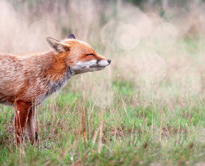 Fox with bokeh in the background