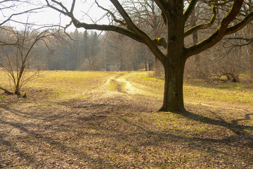 park in early spring with oak and dear