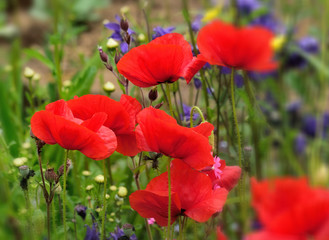 Naklejka premium Poppy.