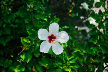 Obraz na płótnie Canvas Small delicate tropical flower white color.