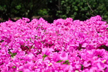 Obraz premium Small delicate tropical flower pink color.