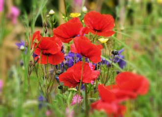Fototapeta premium Poppy.