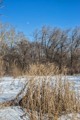 winter landscape with trees and snow