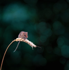 Harvest mouse on an ear of corn with bokeh 