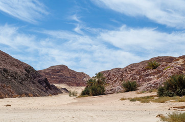green palm trees in the desert among the mountains against the blue sky and clouds in Egypt Dahab South Sinai