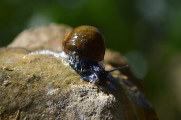Close-up of a Beautiful Snail on a Stone, Nature, Macro
