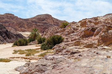 green palm trees in the desert among the mountains against the blue sky and clouds in Egypt Dahab South Sinai